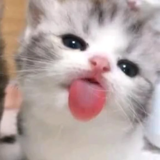 😛 Стикер «котеночки» для Telegram
