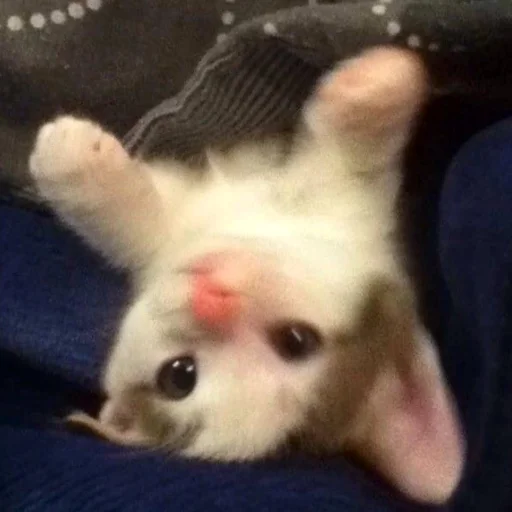 😇 Стикер «котеночки» для Telegram