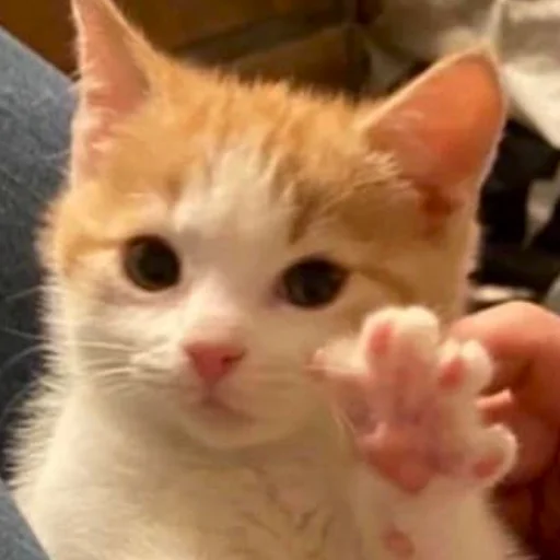 👋 Стикер «котеночки» для Telegram