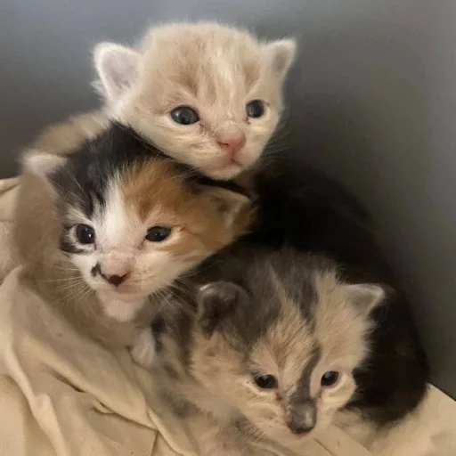 😇 Стикер «котеночки» для Telegram