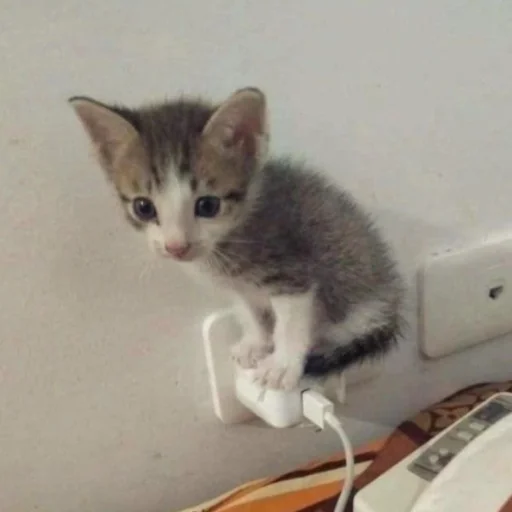😿 Стикер «котеночки» для Telegram
