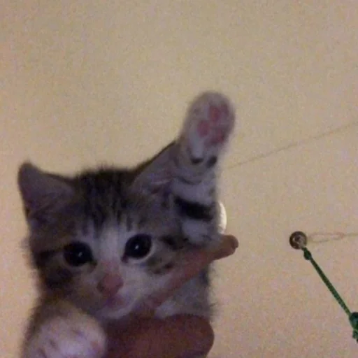👋 Стикер «котеночки» для Telegram