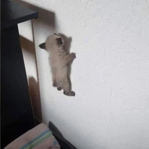 🕷️ Стикер «котеночки» для Telegram