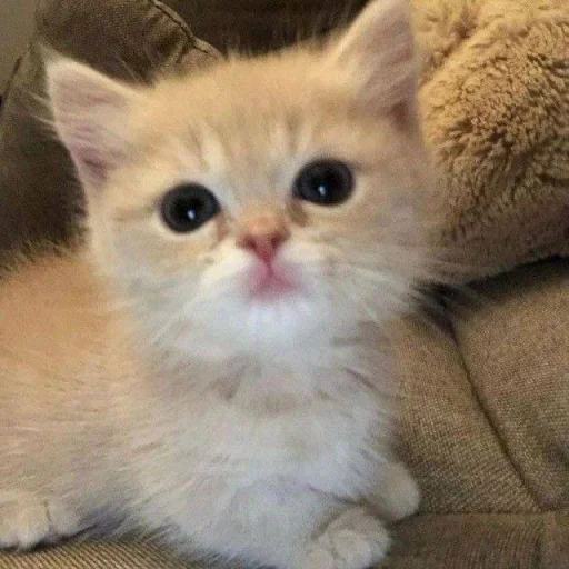 🥺 Стикер «котеночки» для Telegram