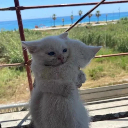🫂 Стикер «котеночки» для Telegram