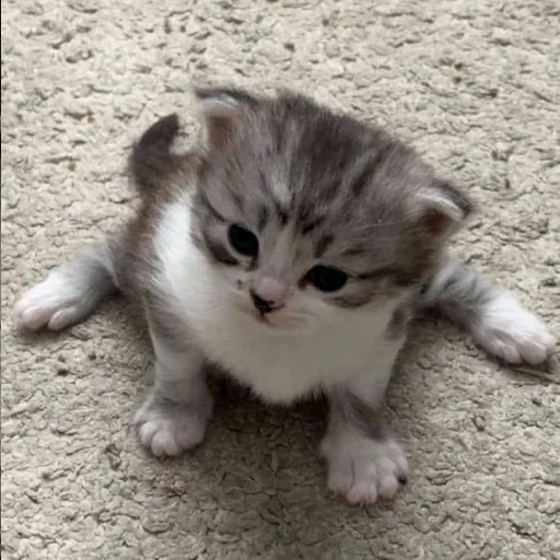 😐 Стикер «котеночки» для Telegram
