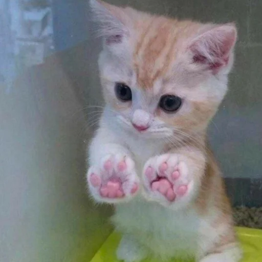 🫶 Стикер «котеночки» для Telegram