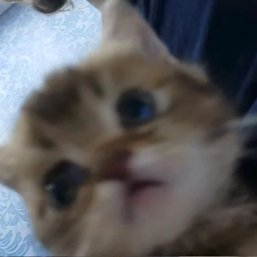 🙀 Стикер «котеночки» для Telegram
