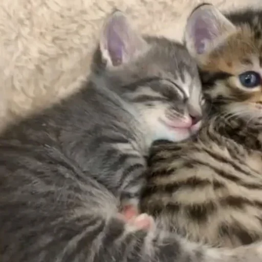 ❤️ Стикер «котеночки» для Telegram