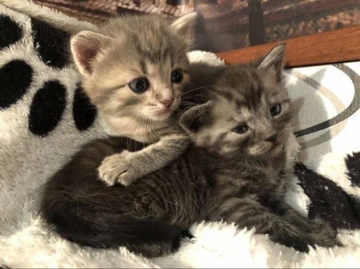 ❤️ Стикер «котеночки» для Telegram