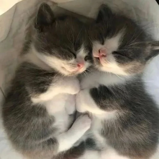 ❤️ Стикер «котеночки» для Telegram