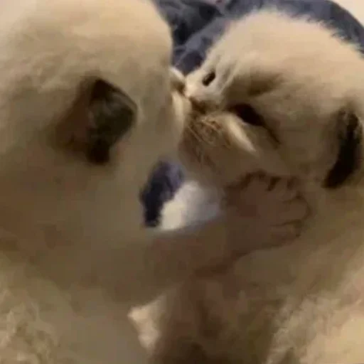 😘 Стикер «котеночки» для Telegram
