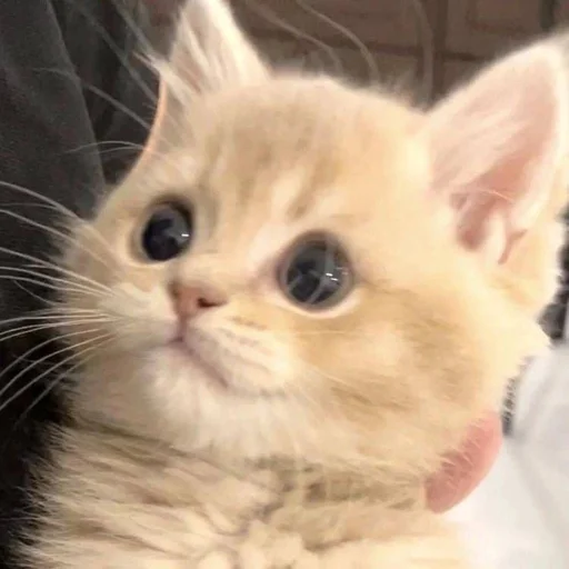 😍 Стикер «котеночки» для Telegram