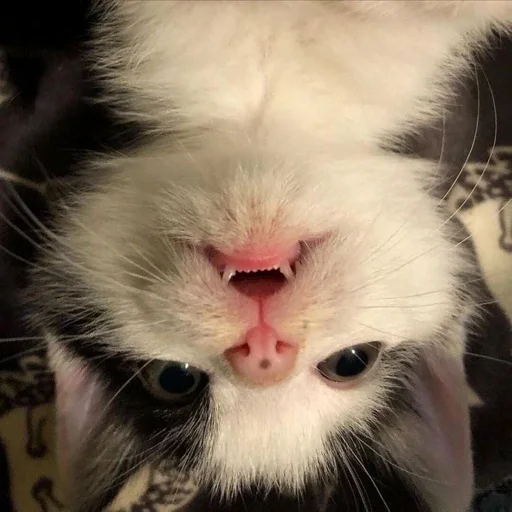 🧛‍♀️ Стикер «котеночки» для Telegram