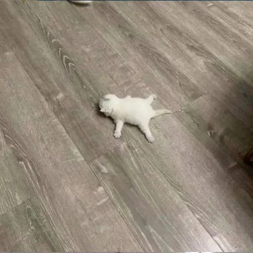 💀 Стикер «котеночки» для Telegram