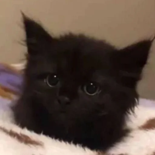 🥺 Стикер «котеночки» для Telegram