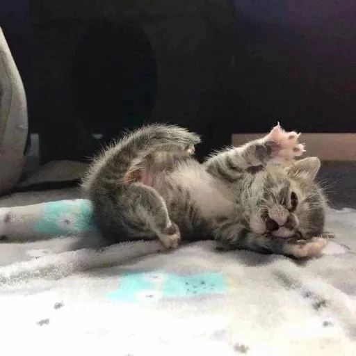 😴 Стикер «котеночки» для Telegram