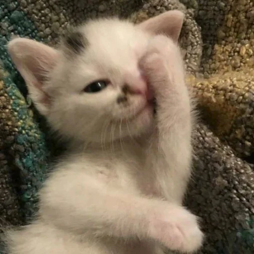 ☺️ Стикер «котеночки» для Telegram