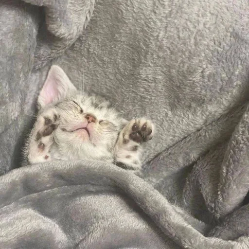 😴 Стикер «котеночки» для Telegram