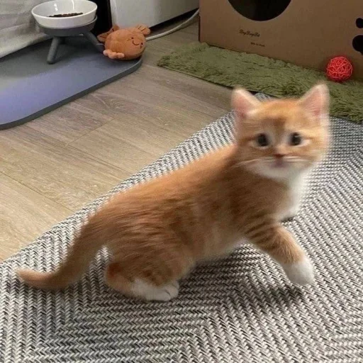 🥺 Стикер «котеночки» для Telegram