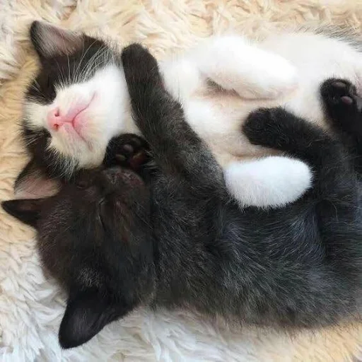 ❤️ Стикер «котеночки» для Telegram