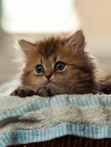 🥵 Стикер «Котики смотрят на Жору Лобушкина» для Telegram