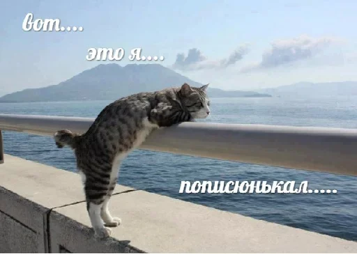 😚 Стикер «Котейчество» для Telegram