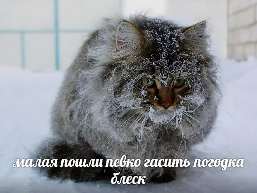 😕 Стикер «Котейчество» для Telegram