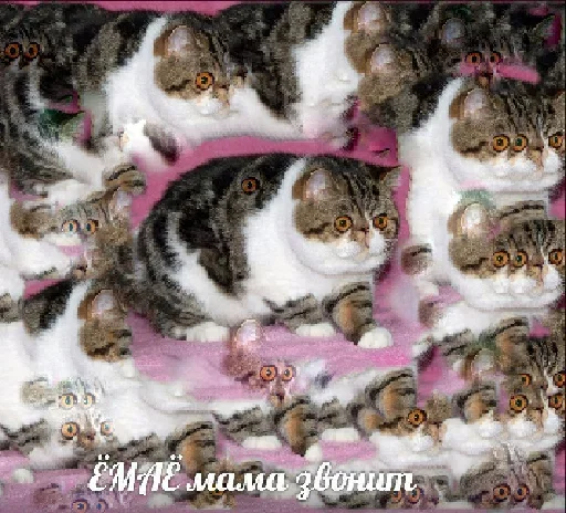😍 Стикер «Котейчество» для Telegram