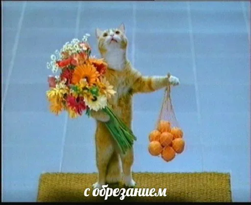 😚 Стикер «Котейчество» для Telegram
