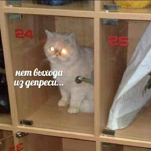 😚 Стикер «Котейчество» для Telegram