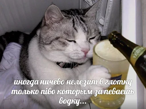 🤪 Стикер «Котейчество» для Telegram