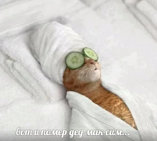 😙 Стикер «Котейчество» для Telegram