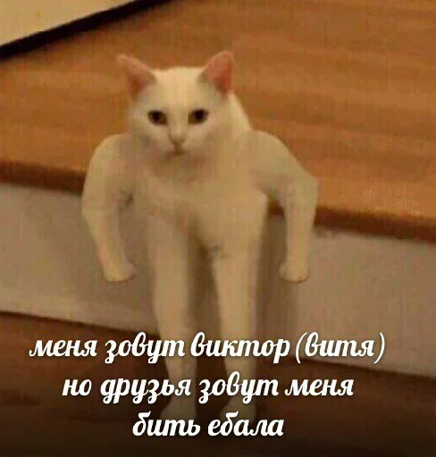 😙 Стикер «Котейчество» для Telegram