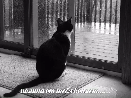 😚 Стикер «Котейчество» для Telegram