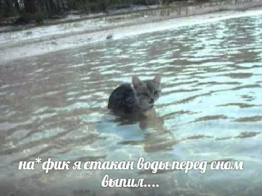 😚 Стикер «Котейчество» для Telegram