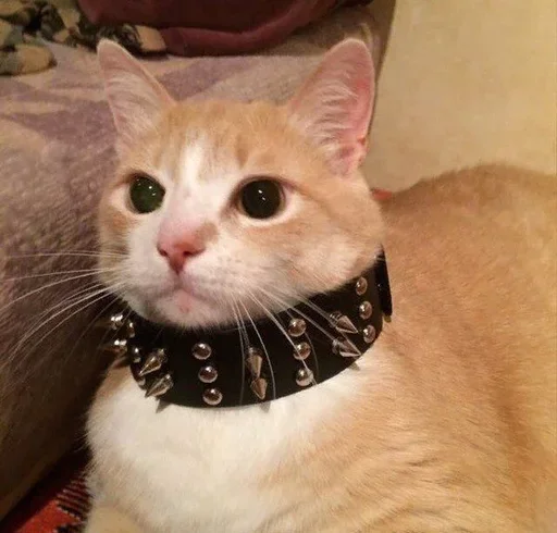 😏 Стикер «котики х2» для Telegram