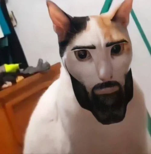 🥶 Стикер «котики х2» для Telegram
