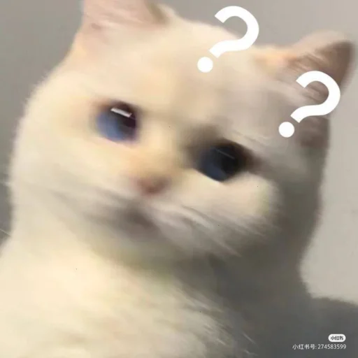 🧐 Стикер «котики х2» для Telegram