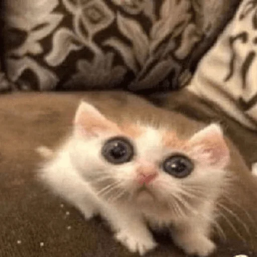 😵 Стикер «котики х2» для Telegram