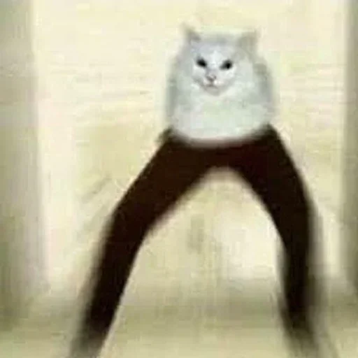 🦵 Стикер «котики х2» для Telegram