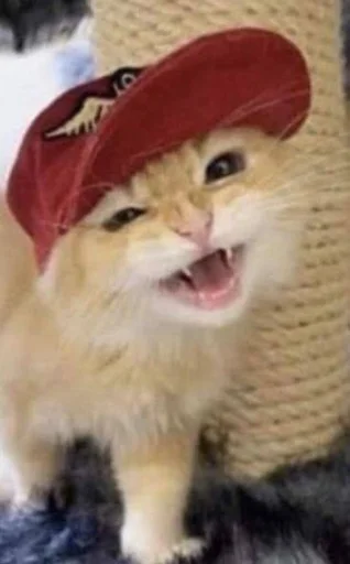 🧢 Стикер «котики х2» для Telegram