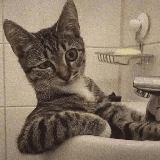😏 Стикер «котики х2» для Telegram