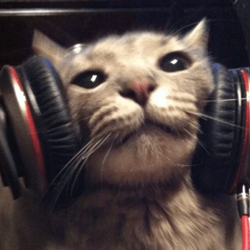 🎧 Стикер «котики х2» для Telegram