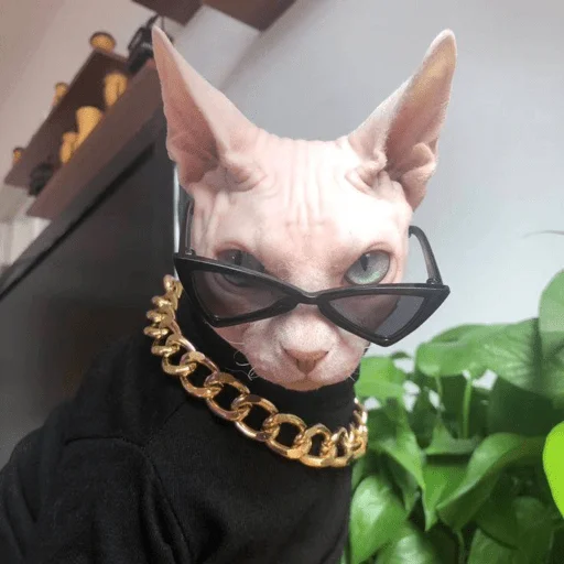 😎 Стикер «котики х2» для Telegram