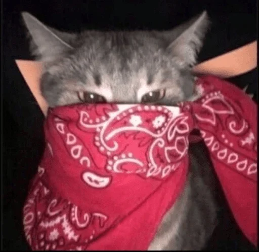 👹 Стикер «котики х2» для Telegram