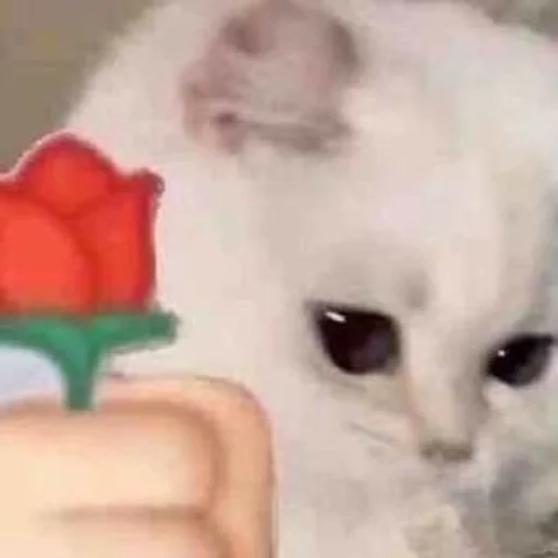 🌹 Стикер «котики х2» для Telegram