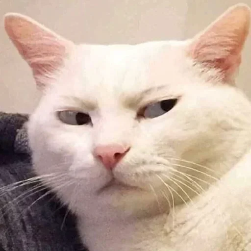 😒 Стикер «котики х2» для Telegram