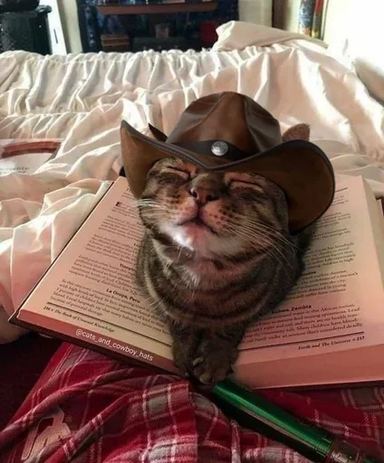 🤠 Стикер «котики х2» для Telegram
