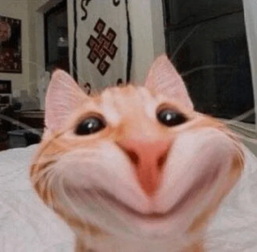 😊 Стикер «котики х2» для Telegram